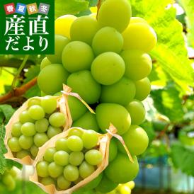 敬老の日にも最適 山梨県産または、長野県産 シャインマスカット 1キロ（500ｇ×2房）送料無料 市場スポット ぶどう 葡萄