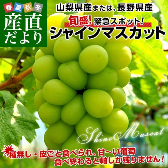 敬老の日にも最適 山梨県産または、長野県産 シャインマスカット 1キロ（500ｇ×2房）送料無料 市場スポット ぶどう 葡萄02