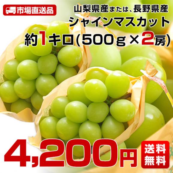 敬老の日にも最適 山梨県産または、長野県産 シャインマスカット 1キロ（500ｇ×2房）送料無料 市場スポット ぶどう 葡萄03