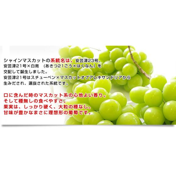 敬老の日にも最適 山梨県産または、長野県産 シャインマスカット 1キロ（500ｇ×2房）送料無料 市場スポット ぶどう 葡萄04