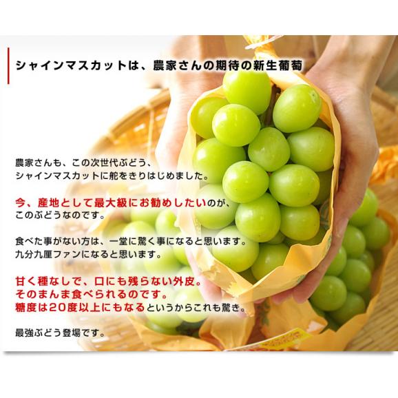 敬老の日にも最適 山梨県産または、長野県産 シャインマスカット 1キロ（500ｇ×2房）送料無料 市場スポット ぶどう 葡萄05
