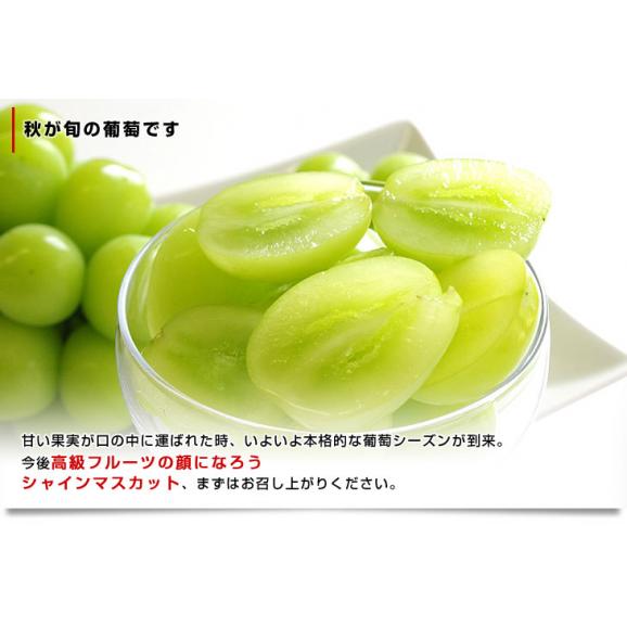 敬老の日にも最適 山梨県産または、長野県産 シャインマスカット 1キロ（500ｇ×2房）送料無料 市場スポット ぶどう 葡萄06