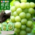  JA全農おかやま協賛 岡山県産 瀬戸ジャイアンツ 青秀2房合計1.2キロ(600g×2房）送料無料