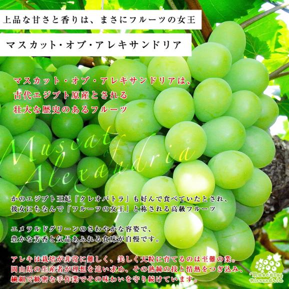 敬老の日に最適　JA全農おかやま協賛 岡山県産 高級ぶどう3種セット（シャインマスカット＆アレキサンドリア＆ニューピオーネ 合計3房）(500gから600g×3房）送料無料04