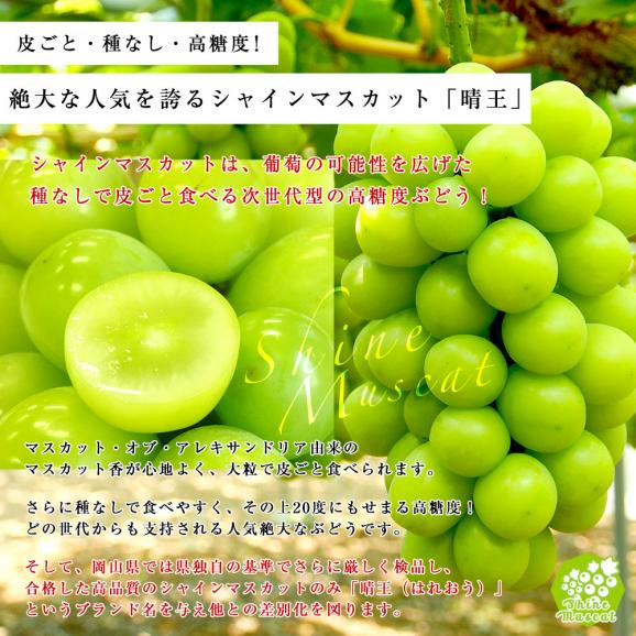 敬老の日に最適　JA全農おかやま協賛 岡山県産 高級ぶどう3種セット（シャインマスカット＆アレキサンドリア＆ニューピオーネ 合計3房）(500gから600g×3房）送料無料05