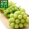 JA全農おかやま協賛 岡山県産 高級マスカット3種セット（シャインマスカット＆アレキサンドリア＆瀬戸ジャイアンツ 合計3房）(500gから600g×3房）送料無料