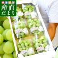 JA全農おかやま協賛 岡山県産 マスカット・オブ・アレキサンドリア 超盛り2.1キロ　(約350g×6パック）送料無料 ぶどう