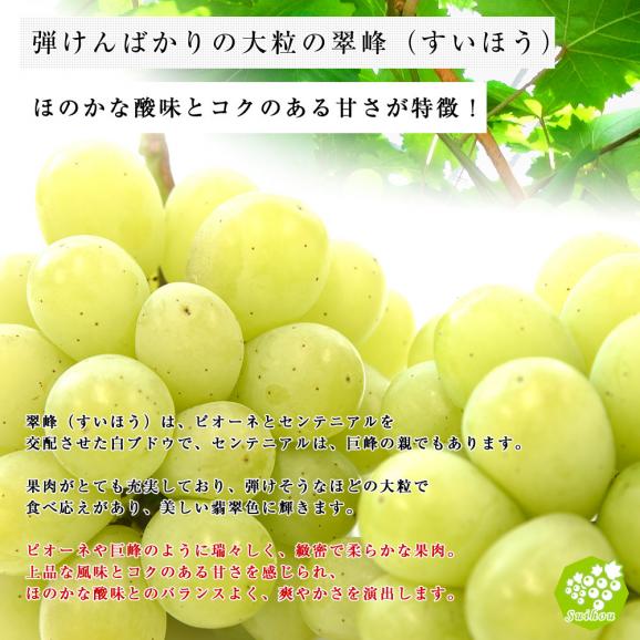 JA全農おかやま協賛 岡山県産 大粒ぶどう 翠峰（すいほう）青秀2房合計1.2キロ(600g×2房）送料無料04