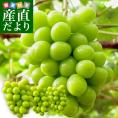 山梨県より産地直送 JAふえふき シャインマスカット 1.2キロ (約600g×2房入り) 送料無料 ぶどう 葡萄