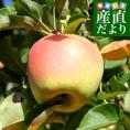 長野県より産地直送 JAながの 志賀高原のぐんま名月 ご家庭用約5キロ (10玉から20玉) 送料無料 林檎 りんご リンゴ めいげつ