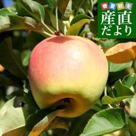 長野県より産地直送 JAながの 志賀高原のぐんま名月 ご家庭用約5キロ (10玉から20玉) 送料無料 林檎 りんご リンゴ めいげつ