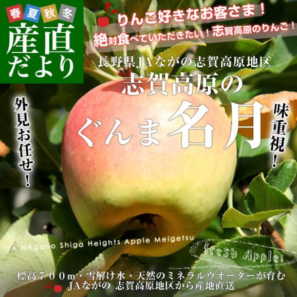 長野県より産地直送 JAながの 志賀高原のぐんま名月 ご家庭用約5キロ (10玉から20玉) 送料無料 林檎 りんご リンゴ めいげつ02