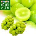 長野県産 シャインマスカット　合計1.2キロ(2房から3房) ぶどう 葡萄 JA中野市 JA信州うえだ JAながの 送料無料