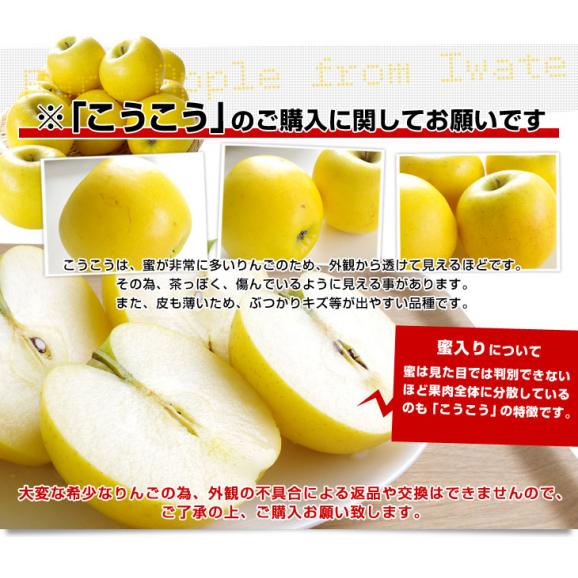 岩手県より産地直送 JAいわて中央 こうこう 5キロ (14から20玉) 送料無料 林檎 りんご リンゴ06