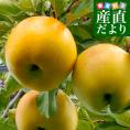 青森県より産地直送 JAつがる弘前 トキ 超大玉 5キロ (9玉から10玉) 送料無料 りんご リンゴ 林檎
