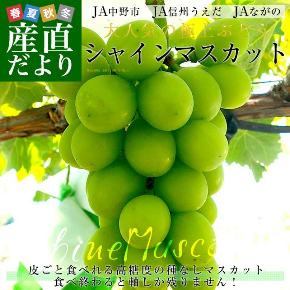 【ギフトに最適】12月発送 長野県産 シャインマスカット 合計1.2キロ(2房から3房) ぶどう 葡萄 送料無料 JA中野市 JA信州うえだ JAながの02