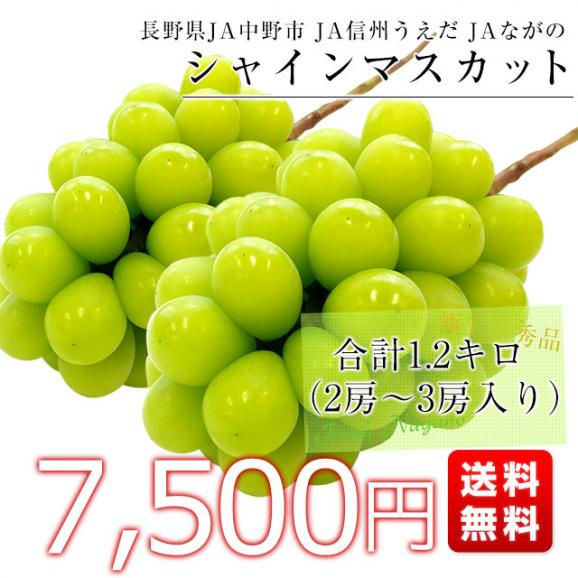 【ギフトに最適】12月発送 長野県産 シャインマスカット 合計1.2キロ(2房から3房) ぶどう 葡萄 送料無料 JA中野市 JA信州うえだ JAながの03