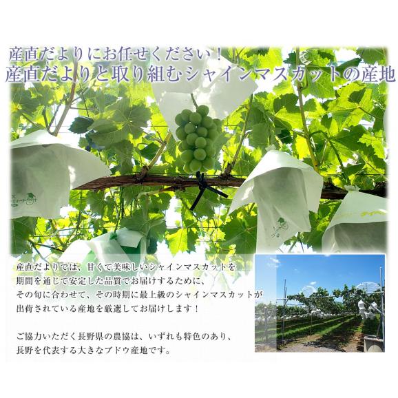 【ギフトに最適】12月発送 長野県産 シャインマスカット 合計1.2キロ(2房から3房) ぶどう 葡萄 送料無料 JA中野市 JA信州うえだ JAながの06