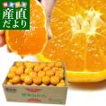 熊本県産 JA熊本市 夢未来みかん 小玉Sから２Sサイズ　4キロ（48玉から65玉前後）送料無料 市場発送