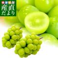 長野県産 シャインマスカット 秀品 大型１房入り化粧箱 （６００g前後） ぶどう 葡萄 送料無料  市場発送