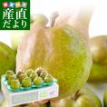 山形県産 ラフランス 大玉　5キロ（10玉から12玉）送料無料 市場発送 ラ・フランス 洋なし 洋梨