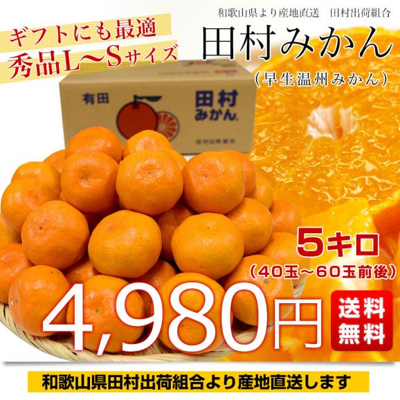 和歌山県より産地直送 田村出荷組合 田村みかん（早生温州みかん） 秀品 L～Sサイズ 5キロ（40玉から60玉前後）送料無料 有田 柑橘03
