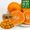 和歌山県より産地直送 田村出荷組合 田村みかん（早生温州みかん） ご家庭用5キロ（大小込み）送料無料 有田 柑橘