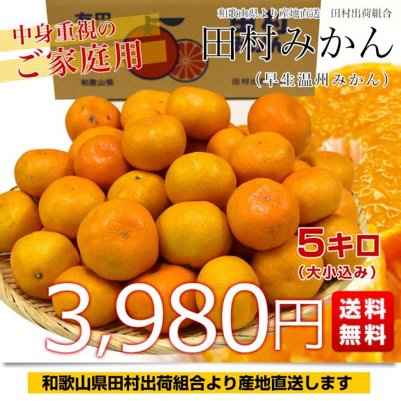和歌山県より産地直送 田村出荷組合 田村みかん（早生温州みかん） ご家庭用5キロ（大小込み）送料無料 有田 柑橘03