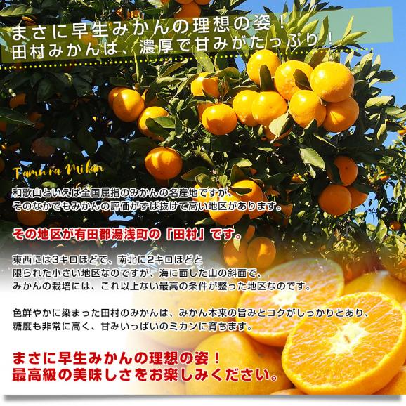 和歌山県より産地直送 田村出荷組合 田村みかん（早生温州みかん） ご家庭用5キロ（大小込み）送料無料 有田 柑橘04