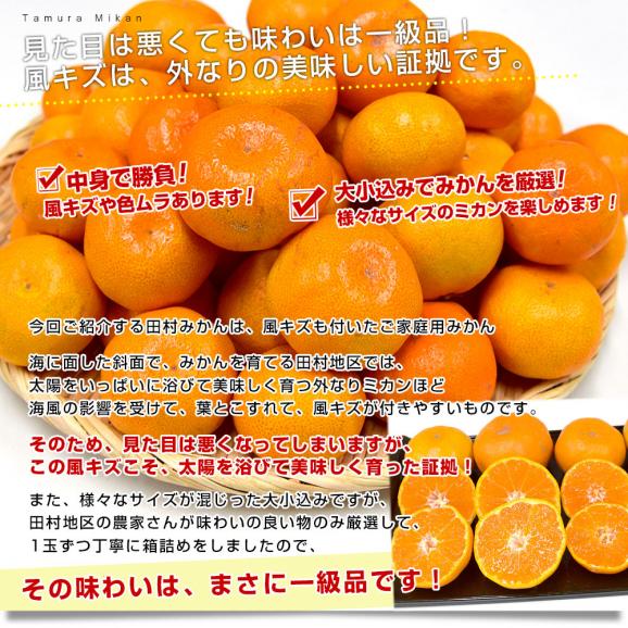和歌山県より産地直送 田村出荷組合 田村みかん（早生温州みかん） ご家庭用5キロ（大小込み）送料無料 有田 柑橘05