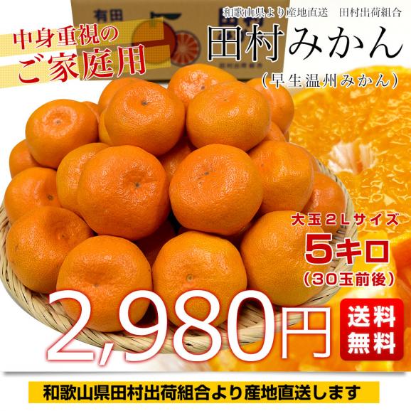 和歌山県より産地直送 田村出荷組合 田村みかん（早生温州みかん） ご家庭用 2Lサイズ 5キロ(30玉前後) 送料無料 有田 柑橘03