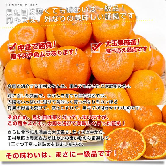 和歌山県より産地直送 田村出荷組合 田村みかん（早生温州みかん） ご家庭用 2Lサイズ 5キロ(30玉前後) 送料無料 有田 柑橘05