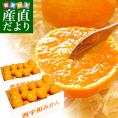 愛媛県より産地直送 JAにしうわ 西宇和温州みかん 3キロ×2箱 Lサイズ (合計48玉前後) 送料無料 蜜柑 ミカン