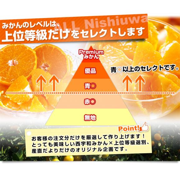 愛媛県より産地直送 JAにしうわ 西宇和温州みかん 3キロ Lサイズ (24玉前後) 送料無料 蜜柑 ミカン05