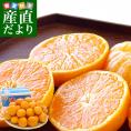 長崎県産 JAながさき西海 西海みかん 味っ子 Ｓサイズ 3キロ （秀品）送料無料 市場発送 みかん 早生みかん （36玉前後） 蜜柑 ミカン 早生みかん 送料無料