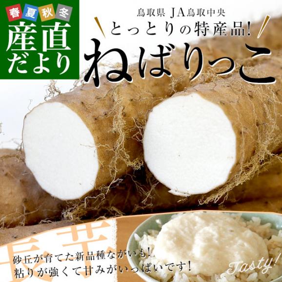 鳥取県より産地直送 JA鳥取中央 とっとりの特産品　新品種ながいも「ねばりっこ」（800g以上×3本入り） 送料無料 ナガイモ 長芋 とろろ02
