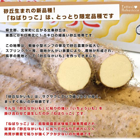 鳥取県より産地直送 JA鳥取中央 とっとりの特産品　新品種ながいも「ねばりっこ」（800g以上×3本入り） 送料無料 ナガイモ 長芋 とろろ04