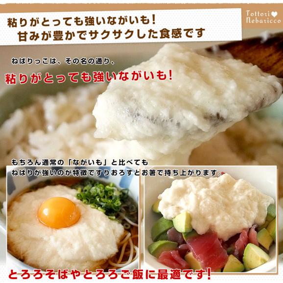 鳥取県より産地直送 JA鳥取中央 とっとりの特産品　新品種ながいも「ねばりっこ」（800g以上×3本入り） 送料無料 ナガイモ 長芋 とろろ05