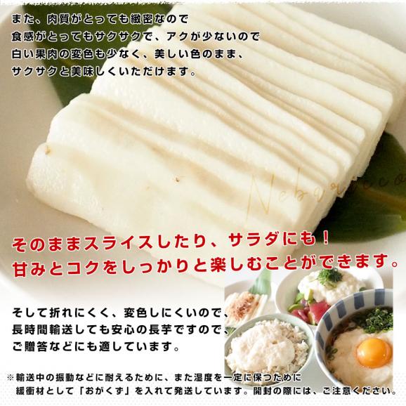 鳥取県より産地直送 JA鳥取中央 とっとりの特産品　新品種ながいも「ねばりっこ」（800g以上×3本入り） 送料無料 ナガイモ 長芋 とろろ06