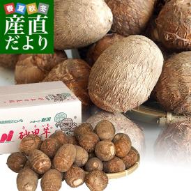 新潟県より産地直送 JA北越後 砂里芋（さりいも） 特大２Lサイズ 2.5キロ (30玉前後) 送料無料 里芋 さといも