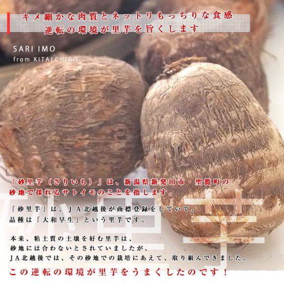 新潟県より産地直送 JA北越後 砂里芋（さりいも） 特大２Lサイズ 2.5キロ (30玉前後) 送料無料 里芋 さといも04