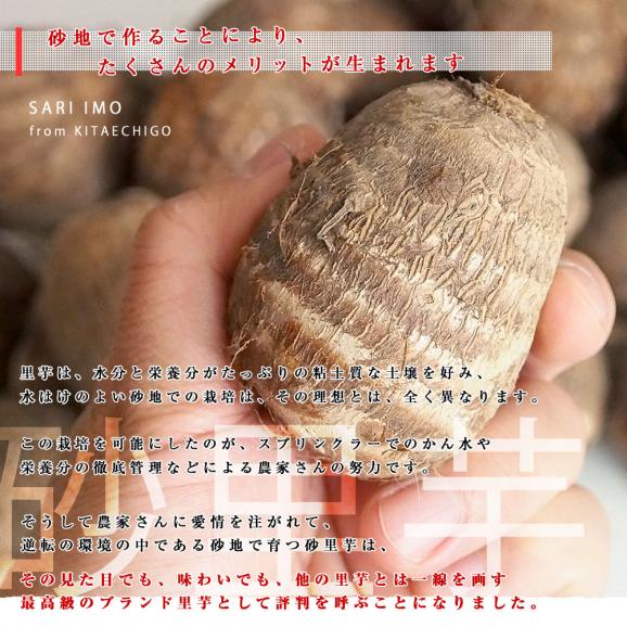 新潟県より産地直送 JA北越後 砂里芋（さりいも） 特大２Lサイズ 2.5キロ (30玉前後) 送料無料 里芋 さといも05