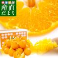 愛媛県より産地直送 JAにしうわ 高級ハウス栽培 甘平 (かんぺい) 優品3LからLサイズ 5キロ (16玉から28玉) 送料無料 カンペイ 西宇和 八幡浜