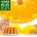 愛媛県より産地直送 JAにしうわ 高級ハウス栽培 甘平 (かんぺい) 秀品 3LからLサイズ ３キロ化粧箱 （10玉から15玉）送料無料 カンペイ 西宇和 八幡浜