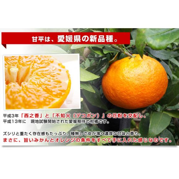 愛媛県より産地直送 JAにしうわ 高級ハウス栽培 甘平 (かんぺい) 秀品 3LからLサイズ ３キロ化粧箱 （10玉から15玉）送料無料 カンペイ 西宇和 八幡浜04