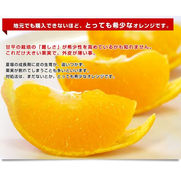 愛媛県より産地直送 JAにしうわ 高級ハウス栽培 甘平 (かんぺい) 秀品 3LからLサイズ ３キロ化粧箱 （10玉から15玉）送料無料 カンペイ 西宇和 八幡浜06