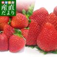 大人気いちご2箱セット (栃木県産スカイベリー540gと福岡県産あまおう540g）送料無料 イチゴ 苺　大田市場発送