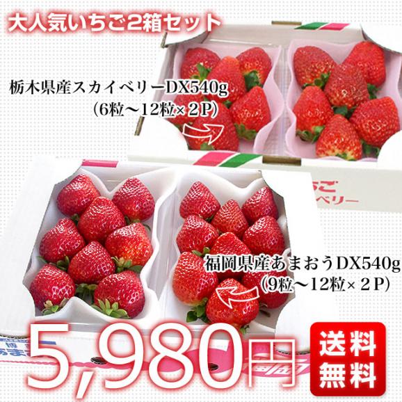 大人気いちご2箱セット (栃木県産スカイベリー540gと福岡県産あまおう540g）送料無料 イチゴ 苺　大田市場発送03