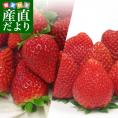 大人気いちご2箱セット (栃木県産スカイベリー600gと佐賀県産いちごさん540g）送料無料イチゴ 苺　大田市場発送