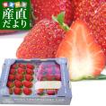 奈良県産 古都華（ことか） 秀品 270g×２P 化粧箱入り (11粒から15粒) いちご 苺 コトカ 送料無料 大田市場発送